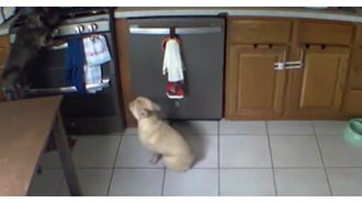 Dog accidentally starts fire while trying to find food.