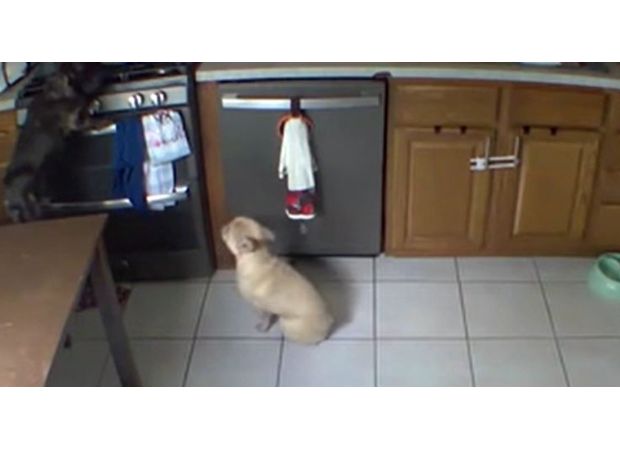 Dog accidentally starts fire while trying to find food.