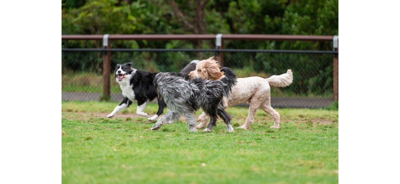 Is it impossible to have a vegan dog? You might be surprised.