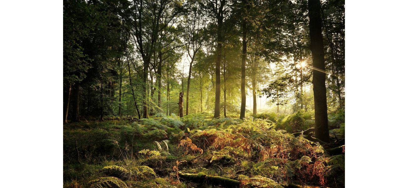 Visit this serene destination for the UK's most vibrant fall stroll.