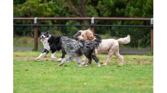 Is it impossible to have a vegan dog? You might be surprised.