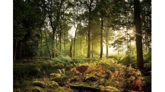 Visit this serene destination for the UK's most vibrant fall stroll.
