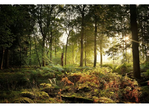 Visit this serene destination for the UK's most vibrant fall stroll.