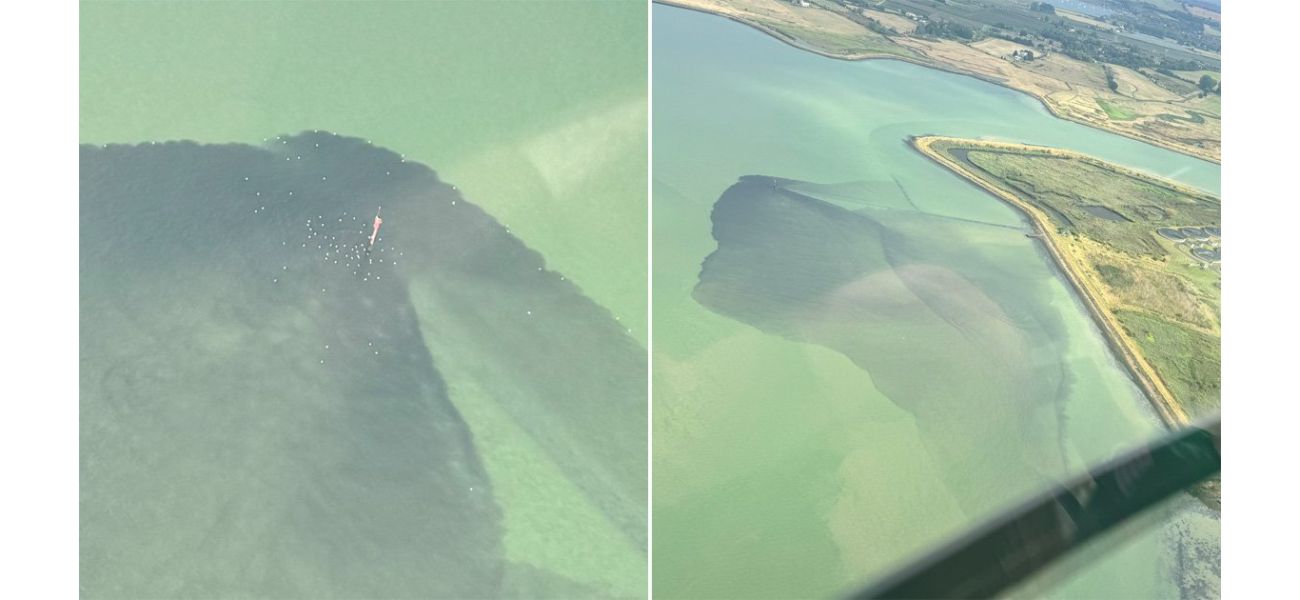 Birds were observed eating sewage entering a river in the UK.