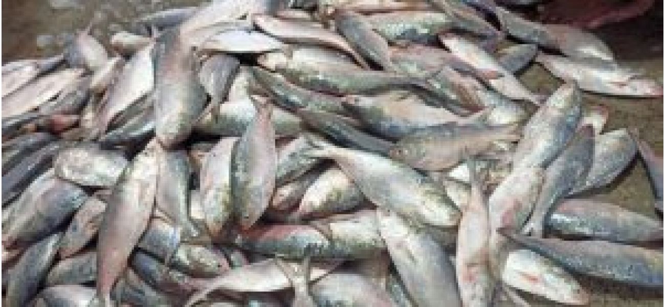 Despite the ban on Bangla hilsa, Odisha is still planning to enjoy the fish during the puja festival.