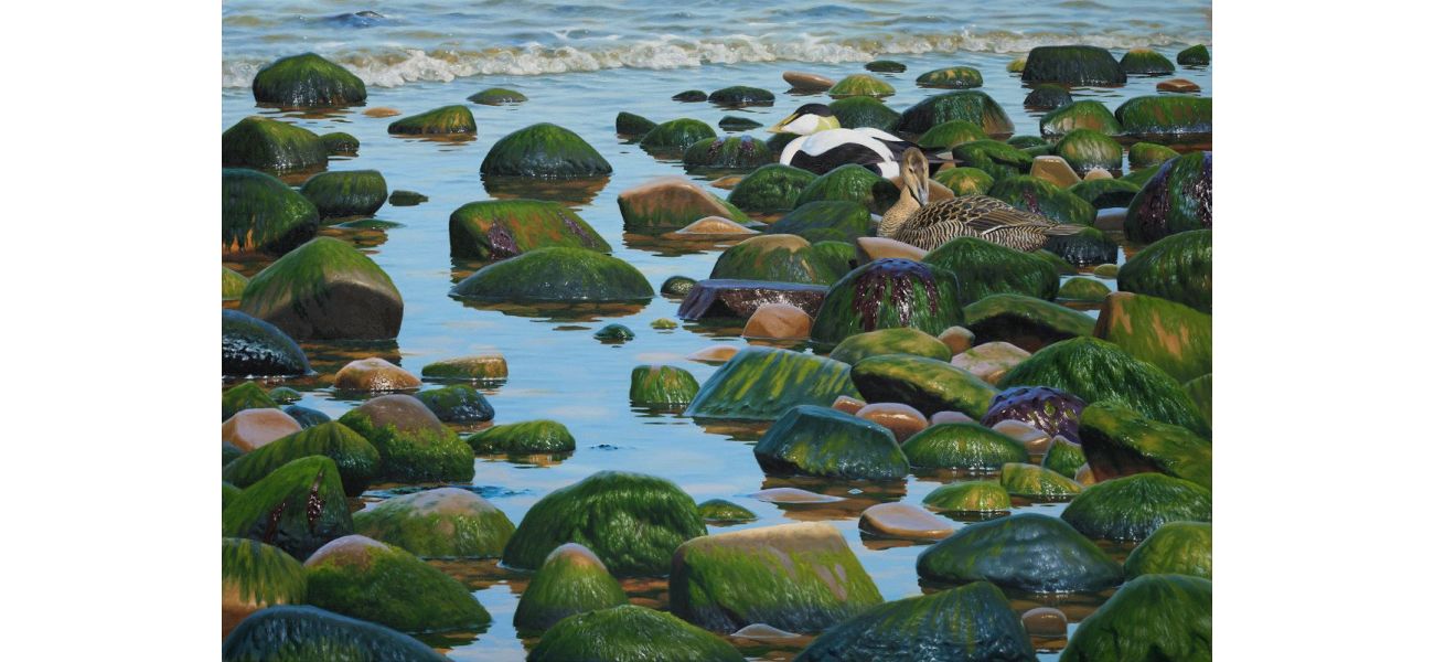 New exhibition by Scottish Ornithologists’ Club features Scotland's diverse wildlife as its main theme.