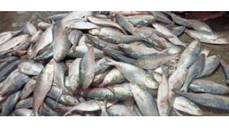 Despite the ban on Bangla hilsa, Odisha is still planning to enjoy the fish during the puja festival.