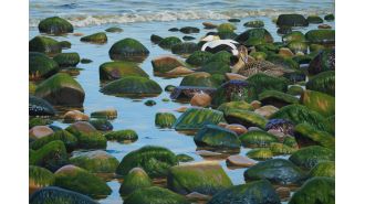 New exhibition by Scottish Ornithologists’ Club features Scotland's diverse wildlife as its main theme.