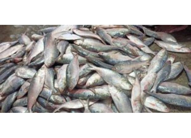 Despite the ban on Bangla hilsa, Odisha is still planning to enjoy the fish during the puja festival.