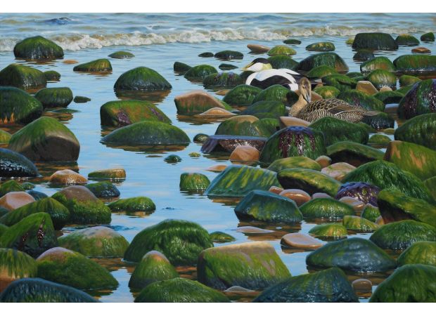 New exhibition by Scottish Ornithologists’ Club features Scotland's diverse wildlife as its main theme.