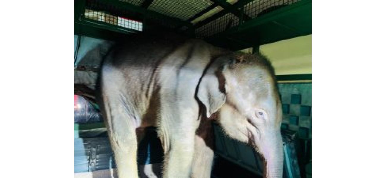 A baby elephant saved in Telkoi and receiving care