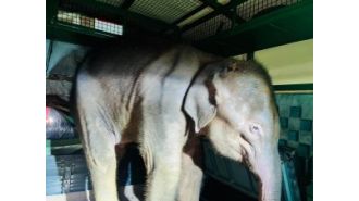 A baby elephant saved in Telkoi and receiving care