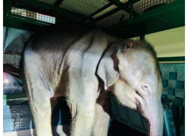 A baby elephant saved in Telkoi and receiving care
