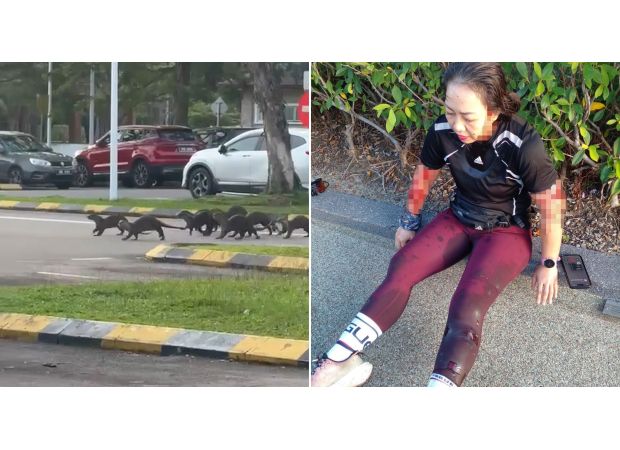 Otters launch brutal attack on woman in park after stalking her.