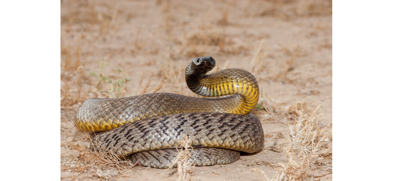 A man is on life support after being bitten by the world's deadliest snake, which he kept as a pet.