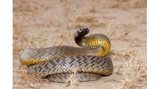 A man is on life support after being bitten by the world's deadliest snake, which he kept as a pet.
