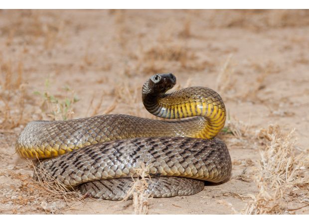 A man is on life support after being bitten by the world's deadliest snake, which he kept as a pet.