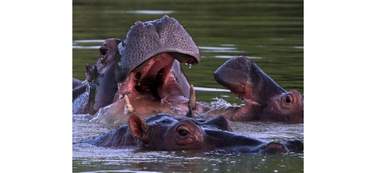 Cocaine hippos of Escobar face death for river domination.