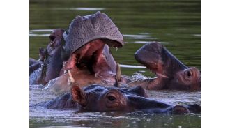 Cocaine hippos of Escobar face death for river domination.
