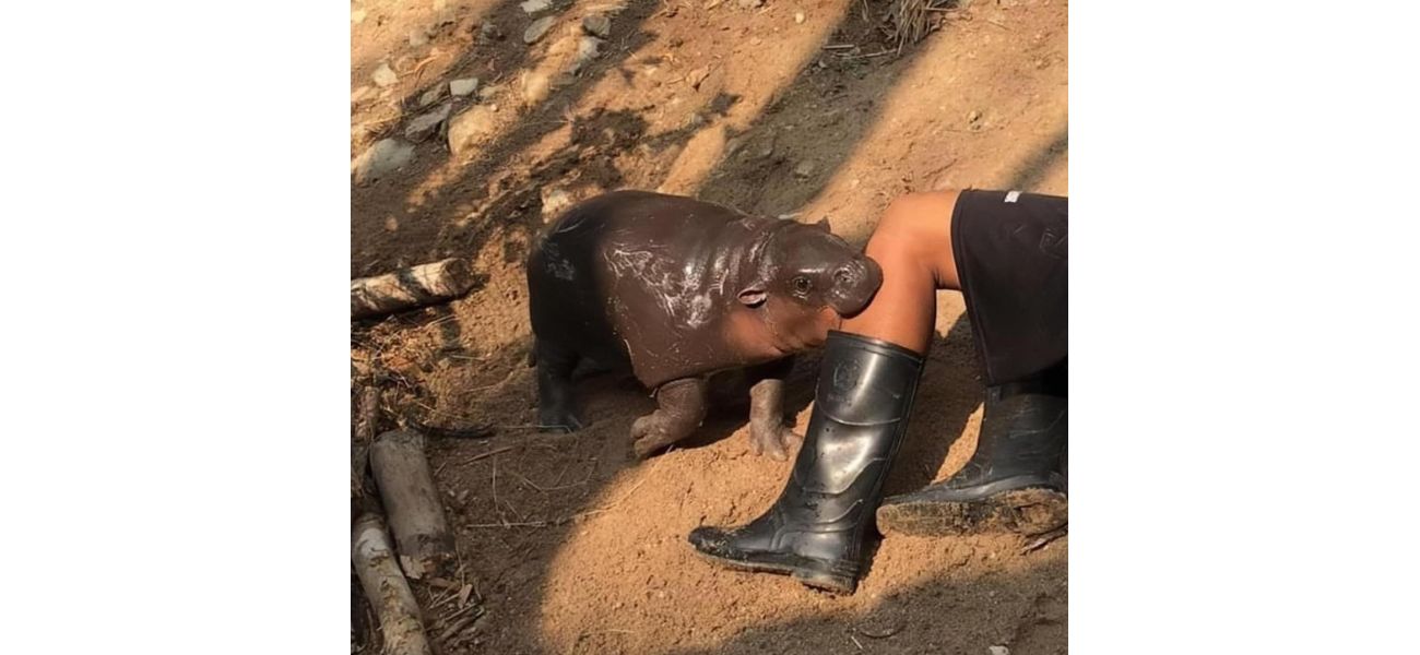 A young pygmy hippo nicknamed 'bouncy pork' has become famous worldwide.