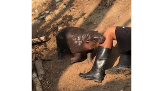 A young pygmy hippo nicknamed 'bouncy pork' has become famous worldwide.