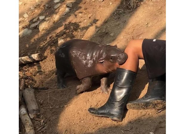 A young pygmy hippo nicknamed 'bouncy pork' has become famous worldwide.