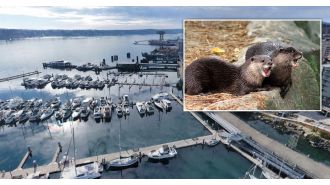 An otter pulled a kid into the water while they were out for a walk with their mom.