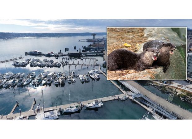 An otter pulled a kid into the water while they were out for a walk with their mom.