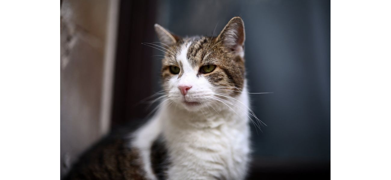 Minister claims Larry, the cat living at Downing Street, is a troublesome individual.