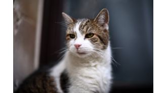 Minister claims Larry, the cat living at Downing Street, is a troublesome individual.
