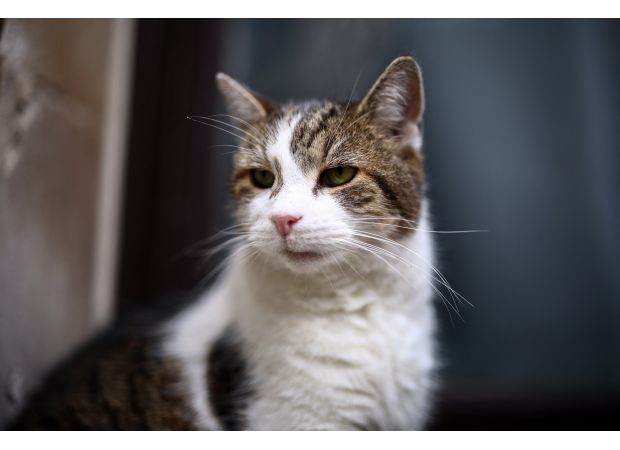 Minister claims Larry, the cat living at Downing Street, is a troublesome individual.