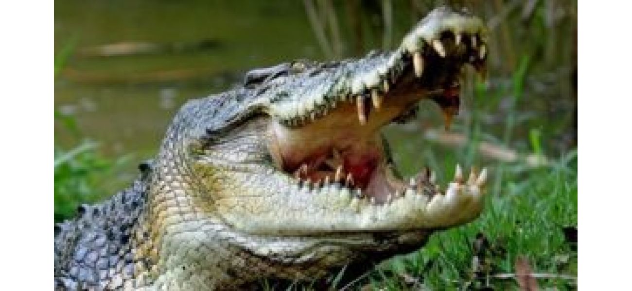A 6-foot-long crocodile was saved from a village pond in Odisha.