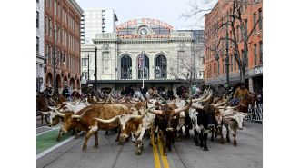 The opinion is that a fur ban in Denver would harm the city's successful cattle industry.