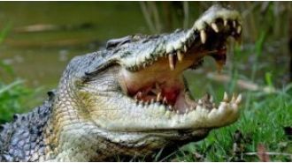 A 6-foot-long crocodile was saved from a village pond in Odisha.