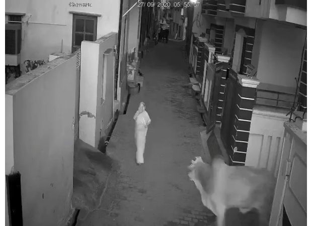 A brave child battles an angry bull to protect his grandmother.