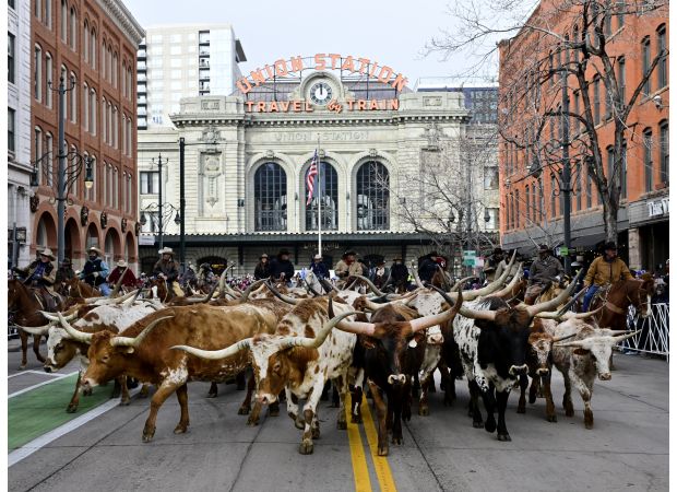 Denver's economy and cow town identity would suffer from a fur ban, according to this opinion.