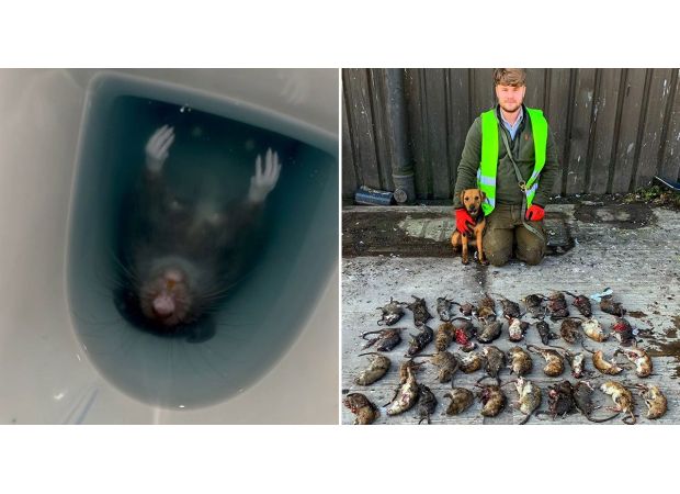 A woman on the toilet felt a rat touch her.