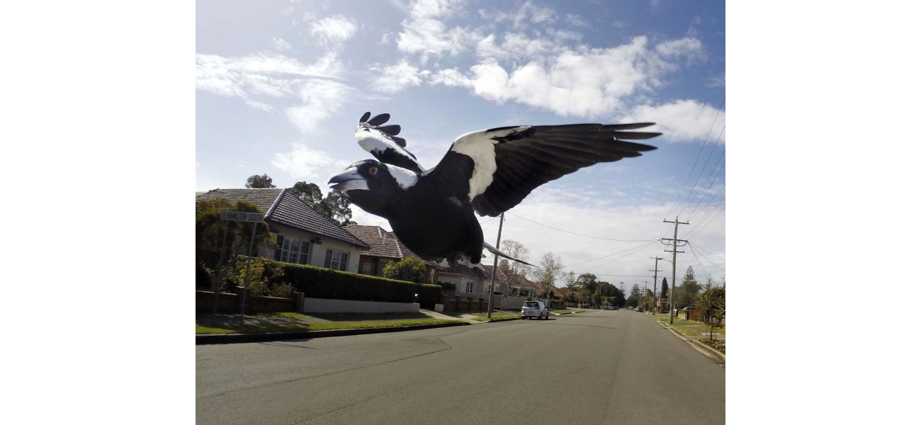 Stay safe during Magpie swooping season by following these tips to avoid being attacked.