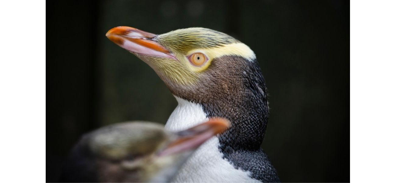 A penguin's shyness was overcome with the help of a museum, rugby team, and brewery, leading to its victory as Bird of the Year.