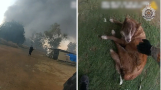 Police officers rescue dogs from large fire at Mount Isa factory.