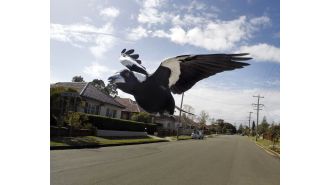 Stay safe during Magpie swooping season by following these tips to avoid being attacked.