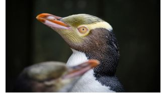 A penguin's shyness was overcome with the help of a museum, rugby team, and brewery, leading to its victory as Bird of the Year.