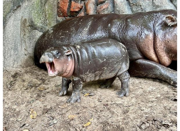 Cute and well-known Moo Deng has paid a price for her fame.