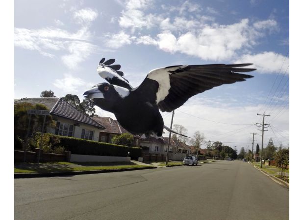 Stay safe during Magpie swooping season by following these tips to avoid being attacked.