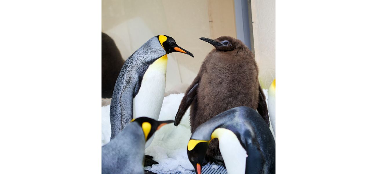 1.9 billion people are enamored with a penguin named Pesto.