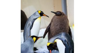1.9 billion people are enamored with a penguin named Pesto.