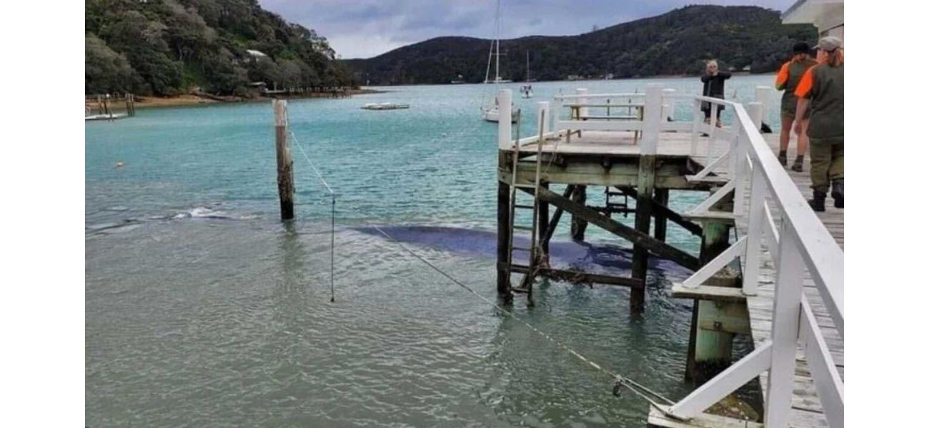 Rescuers in New Zealand remove a wharf to free a stranded pygmy blue whale.