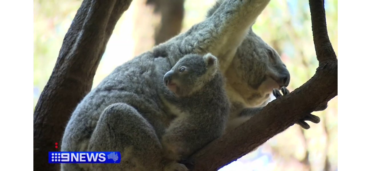 Help needed to name six koalas born at Gold Coast wildlife sanctuary.