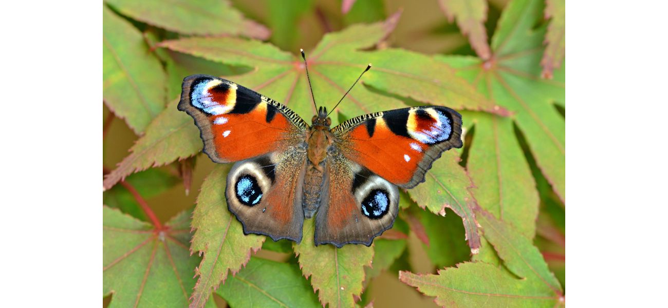 Butterflies had a tough year due to rainy spring and cool summer, making it the worst on record.