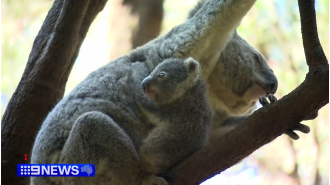 Help needed to name six koalas born at Gold Coast wildlife sanctuary.